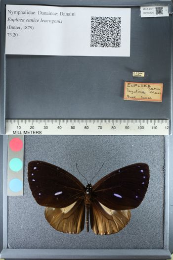 Media type: image;   Entomology 160620